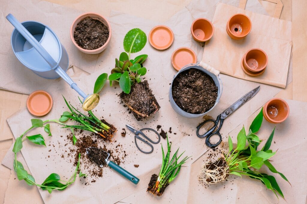 Transplanting plant a into a new pot, replanting of houseplants