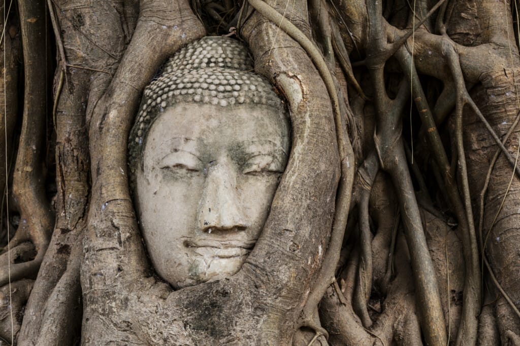 buddha head in banyan tree 2023 11 27 05 33 44 utc - Verbessere deine Mentale Gesundheit und Achstamkeit