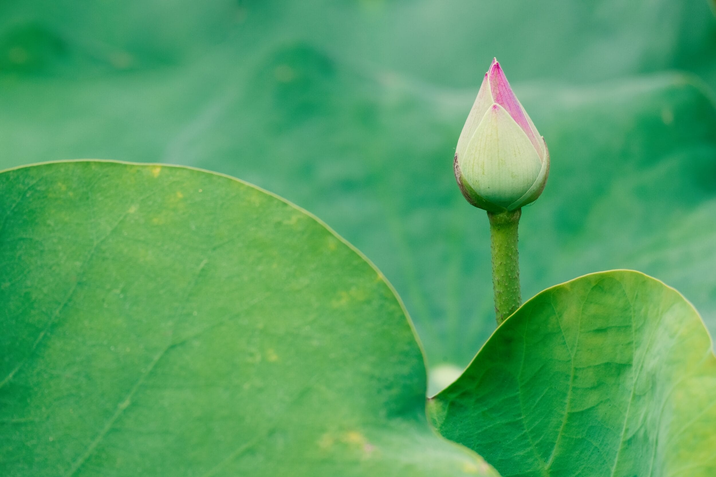 GROWTH - selbstbestimmt durchs Leben