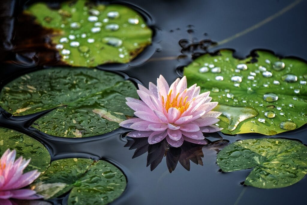 water lily at dawn 2024 11 25 14 20 51 utc - Verbessere dein Wohlbefinden, deine Mentale Gesundheit und Achstamkeit