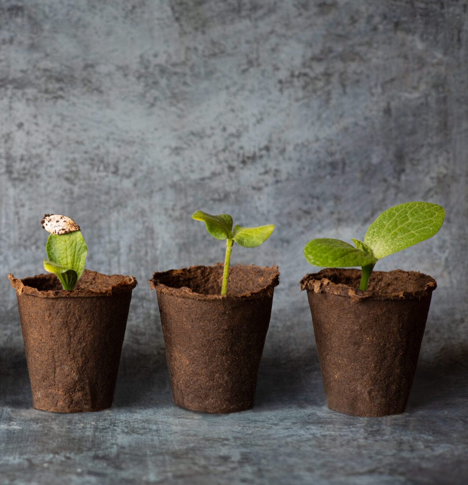 Growth