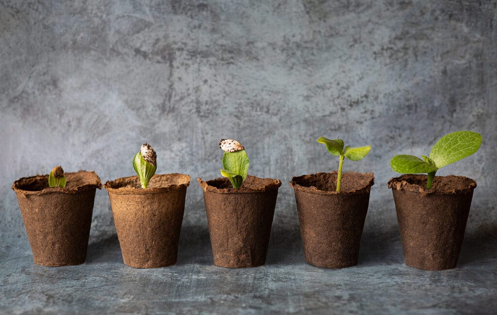 young vegetable seeds sprouted in peat pots diffe 2025 01 10 18 31 41 utc - Verbessere dein Wohlbefinden, deine Mentale Gesundheit und Achstamkeit
